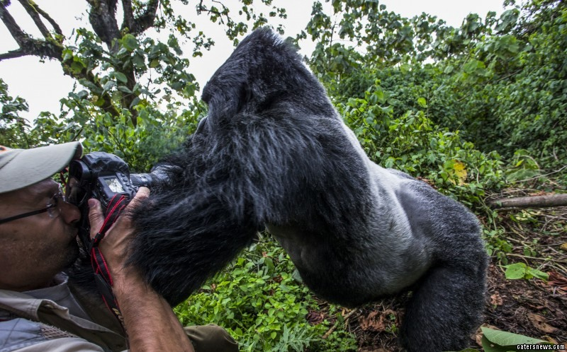 Illustration for article titled Amazing Photo Of An Intoxicated Gorilla About To Punch A Photographer - UPDATED